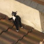 Blacky