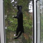 Climber