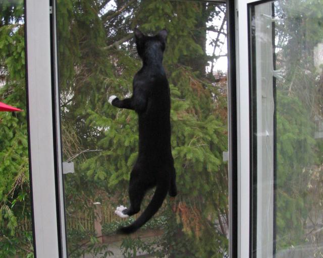 Climber